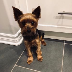 Meet your Posher, Riley